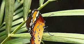 Plain tiger butterfly (Danaus chrysippus) male