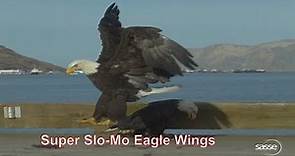 Amazing Eagle Wings - Super Slow motion - 1000fps