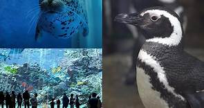 桃園最美水族館「Xpark」門票開放預購！麥哲倫企鵝首度登台陪你喝咖啡 - 玩咖Playing - 自由電子報