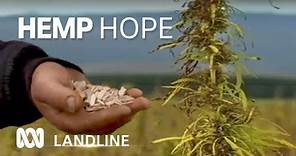 Aussie farmers learn to harvest hemp, 'toughest plant on the planet' 🌿 | Landline | ABC Australia