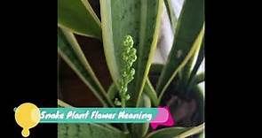 Snake Plant Flower Meaning - Here is What you need to Know.