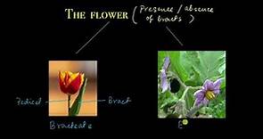 The flower | Morphology of flowering plants | Biology | Khan Academy