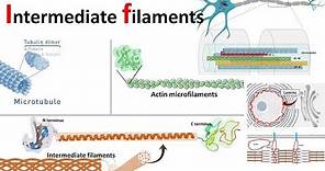 Intermediate filaments: structure ,classification and function