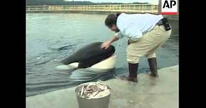 USA: OREGON: KILLER WHALE KEIKO IS DOING WELL IN HIS NEW HOME
