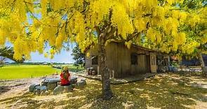 中南部下起浪漫黃金雨！全台10處阿勃勒花海盤點　6月最美賞花期 | ETtoday旅遊雲 | ETtoday新聞雲