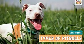 Types of Pitbulls: A Complete Guide To All the Pitbull Dog Breeds!