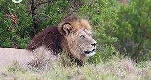 León Sudafricano (Panthera leo krugeri)
