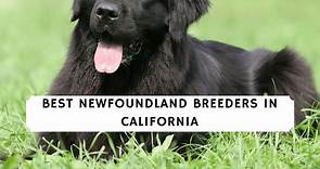 6 Best Newfoundland Breeders in California! (2024) - We Love Doodles