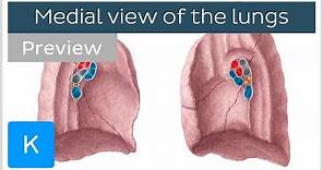 Lungs - Medial views, structure and function (preview) - Anatomy | Kenhub