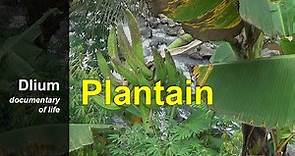 Plantain (Musa paradisiaca) - part 1