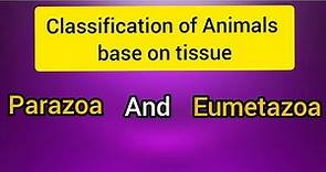 Criteria For Animals Classification Parazoa and Eumetazoa