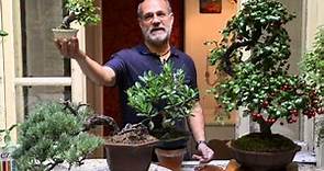 Curare il bonsai: l'ABC per neofiti giardinieri