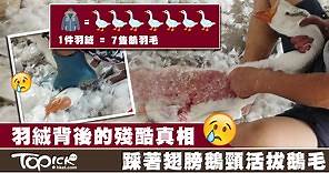 羽絨背後的殘酷真相　工人踩著翅膀鵝頸活拔鵝毛留下傷口 - 香港經濟日報 - TOPick - 親子 - 休閒消費