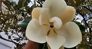 Magnolia grandiflora / Magnolio blanco / Cuidados básicos / Magnolia común