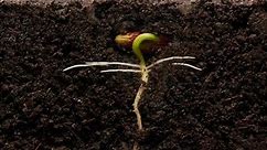种子发芽成长全过程-25天时间看看怎么长大！