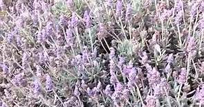 Lavandula dentata - French Lavender