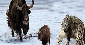 Amazing Mother Wild Yak Save Her Baby From Snow Leopard Hunting - Wolf vs Bison.