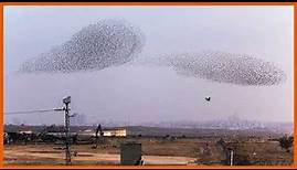 Slideshow: Starlings in the sky