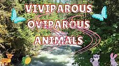 VIVIPAROUS AND OVIPAROUS ANIMALS