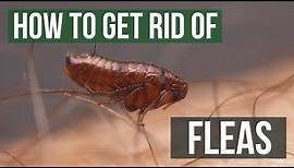 How to Get Rid of Fleas Guaranteed (4 Easy Steps)
