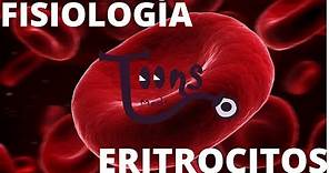 FISIOLOGíA:ERITROCITOS(Glóbulos Rojos) anatomía,fisiología,ciclo vital y eritropoyesis.