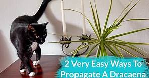2 Very Easy Ways To Propagate A Dracaena