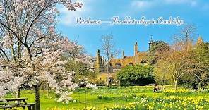 The oldest college in beautiful spring, Peterhouse of Cambridge University in a dream world，剑桥最老学院