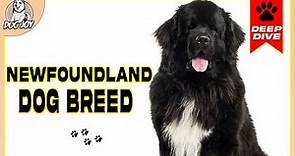 The Ultimate Newfoundland Dog Breed Guide: Everything You Need to Know