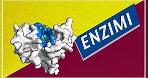 Catalizzatori Biologici: gli ENZIMI | Pillole di Scienza