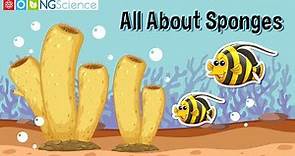 All About Sponges