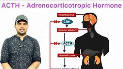 ACTH | Adrenocorticotropic Hormone overview