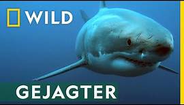 Ein weißer Hai als Beute! | Hai Life