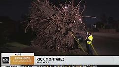Whittier: Large tree takes down power lines, lands on car