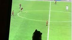 Cat in front of tv chases soccer ball on screen
