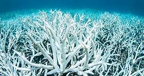 Grande Barriera Corallina, l’allarme degli esperti: perso oltre il 50% dei coralli