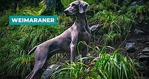 Weimaraner Facts: All about the breed