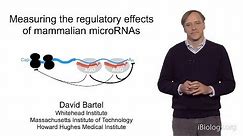 David Bartel (Whitehead Institute/MIT/HHMI) Part 2: MicroRNAs: Regulation by Mammalian microRNAs