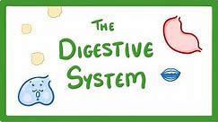 GCSE Biology - Digestive System #18
