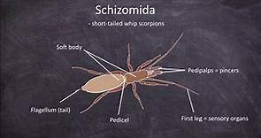 Defining Characteristics of the Arachnid Orders