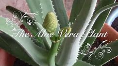 Aloe Vera - How to Replant