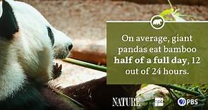 Panda Fact Sheet