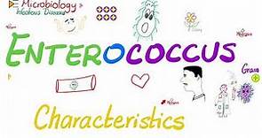 Enterococcus (Enterococci) Characterestics and Diseases | Microbiology 🧫