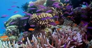 Grande barriera corallina, persa la metà dei coralli in 25 anni