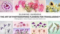 Photographing Flowers For Transparency Using a Lightpad or Lightbox
