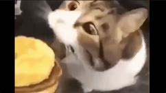 猫咪，你可以吃芝士汉堡