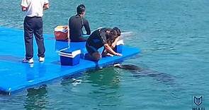 This is how dolphins learn tricks - Dolphin training lesson