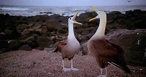 Galapagos 3D: Las Maravillas de la Naturaleza (Spanish) | Official Trailer