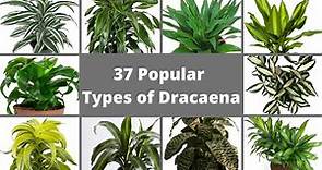 37 Popular Types of Dracaena Plants // Best Dracaena Varieties // Dracaena identification .