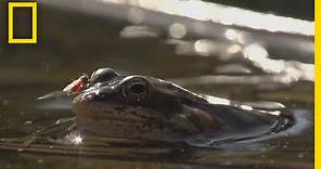 Frogs Come Alive After Winter Thaw | National Geographic