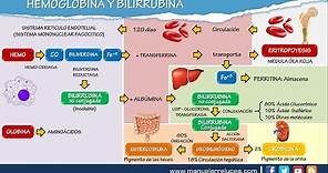 METABOLISMO DE LA HEMOGLOBINA Y BILIRRUBINA